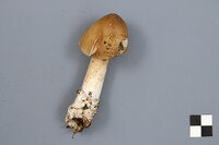 Amanita sinicoflava image
